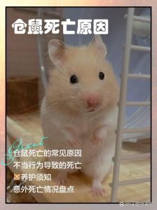 仓鼠刨窝是什么情况_仓鼠刨窝不停？观察排查原因，选对垫料添玩具！