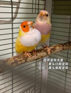 文鸟能和什么鸟混养_虎皮珍珠鸟更合适