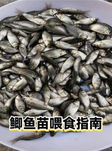 2~3厘米的鲫鱼苗吃什么_饲料营养与水质管理