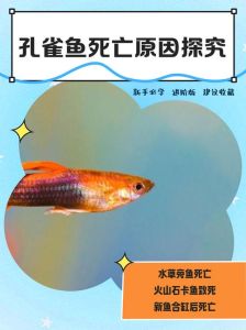 孔雀鱼张嘴死亡_养孔雀鱼注意水质温度喂食防病，鱼儿才能活久