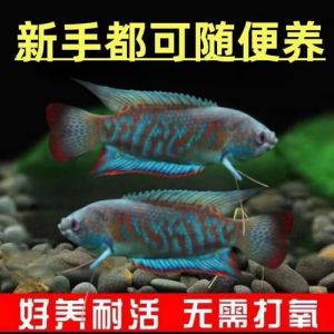 耐寒冷水鱼_血红鹦鹉葡萄金鱼招财黑眼鱼，漂亮好养，不怕冷！