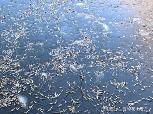 鱼在多少度会被冻死_养热带鱼冬天要加温，夏天要降温，温度合适鱼才健康