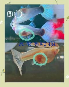 孔雀鱼40天了还没生_孔雀鱼40天未生产正常，看特征判断临盆，环境稳定助生产