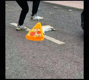 把猫使劲摔在地上会怎样_警惕！猫咪高处坠落易骨折内伤，主人速查症状送医