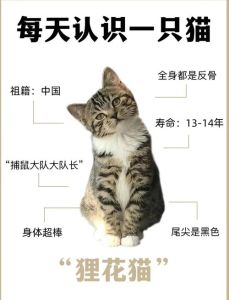 狸花猫纹路图解_狸花猫三花猫怎么分？看花纹找M字，性格还不同！